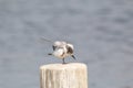 whiskered tern